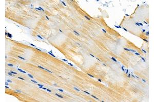 ABIN6265690 and ABIN6276560 at 1/100 staining Rat muscle tissue by IHC-P.