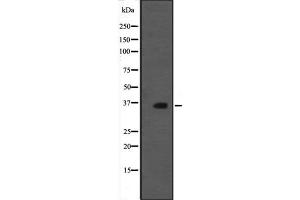 Western blot analysis of MORG1 expression in rat brain tissue lysate;,The lane on the left is treated with the antigen-specific peptide. (MORG1 Antikörper  (Internal Region))