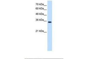 Image no. 2 for anti-Transient Receptor Potential Cation Channel, Subfamily M, Member 5 (TRPM5) (AA 247-296) antibody (ABIN324381) (TRPM5 Antikörper  (AA 247-296))