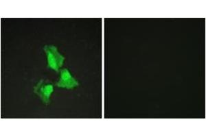 Immunofluorescence analysis of HepG2 cells, using TNAP3 Antibody. (TNFAIP3 Antikörper  (AA 321-370))
