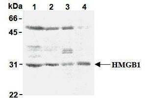Western Blotting (WB) image for anti-High Mobility Group Box 1 (HMGB1) antibody (ABIN1107584) (HMGB1 Antikörper)