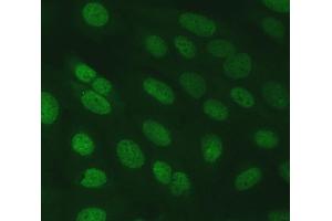 IF analysis of SERINC2 using anti-SERINC2 antibody (ABIN7602193). (SERINC2 Antikörper  (AA 62-378))