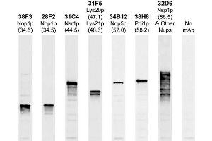 Strip blots of yeast protein extracts stained with the indicated antibodies, ABIN1580417 is first lane on the left and stains a single band at ~34 kDa. (Fibrillarin Antikörper)
