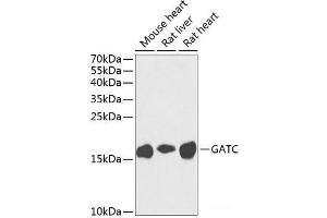 Western blot analysis of extracts of various cell lines using GATC Polyclonal Antibody at dilution of 1:1000. (GATC Antikörper)