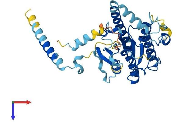 DYNC2LI1 Protein (AA 1-351) (His tag)