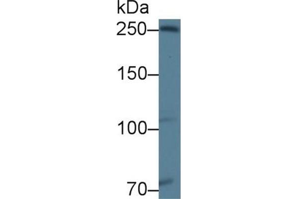 Ninein Antikörper  (AA 1-153)