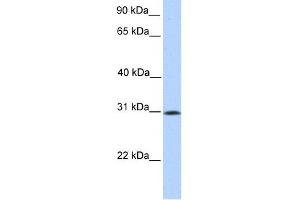 SIGLEC12 antibody used at 1 ug/ml to detect target protein.