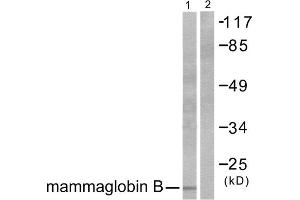 Western blot analysis of extracts from HepG2 cells, using Mammaglobin B antibody (ABIN5976449). (SCGB2A1 Antikörper  (N-Term))