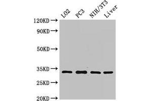 Western Blot Positive WB detected in: LO2 whole cell lysate, PC-3 whole cell lysate, NIH/3T3 whole cell lysate, Rat liver tissue All lanes: SIX1 antibody at 2. (SIX Homeobox 1 Antikörper  (AA 144-262))
