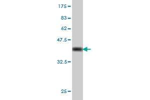 Western Blotting (WB) image for anti-D Site of Albumin Promoter (Albumin D-Box) Binding Protein (DBP) (AA 226-325) antibody (ABIN560571)