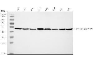 Western blot analysis of ATP5F1B using anti-ATP5F1B antibody (ABIN7599866). (Atp5f1b (AA 123-529) Antikörper)