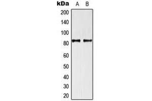 Western blot analysis of TRAF3IP1 expression in U87 (A), HeLa (B) whole cell lysates.