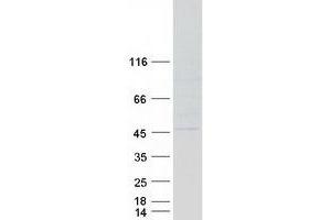 Validation with Western Blot (CHI3L2 Protein (Transcript Variant 2) (Myc-DYKDDDDK Tag))