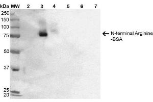Western Blot analysis of N-terminal Arginine-BSA showing detection of 67 kDa N-terminal Arginylation protein using Mouse Anti-N-terminal Arginylation Monoclonal Antibody, Clone 2A4 . (Arginylation (N-Term) Antikörper (Biotin))