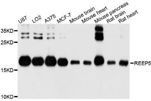 Western blot analysis of extracts of various cell lines, using REEP5 antibody. (REEP5 Antikörper)
