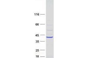 Validation with Western Blot (C2orf27A Protein (Myc-DYKDDDDK Tag))
