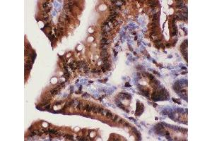 IHC-P: Caspase-3 antibody testing of mouse intestine tissue (Caspase 3 Antikörper  (AA 67-175))