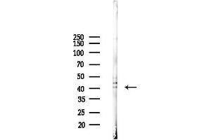 Western blot analysis of lysates from PC12 cells, using p38 MAPK Antibody at 1/1000 dilution.