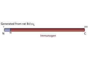 Image no. 3 for anti-BCL2-Like 1 (BCL2L1) (AA 18-233) antibody (ABIN968153) (BCL2L1 Antikörper  (AA 18-233))
