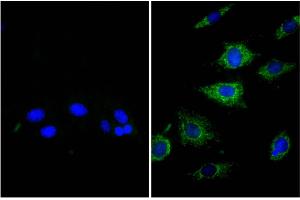 NIH/Swiss mouse fibroblast cell line 3T3 was stained with Rat Anti-β-Actin-UNLB (right) followed by Donkey Anti-Rat IgG(H+L), Mouse SP ads-BIOT, and DAPI. (Esel anti-Ratte IgG (Heavy & Light Chain) Antikörper (Biotin))