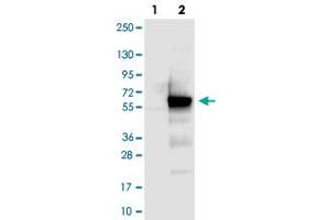 Western blot analysis of Lane 1: Negative control (vector only transfected HEK293T lysate), Lane 2: Over-expression Lysate (Co-expressed with a C-terminal myc-DDK tag (~3. (CCDC97 Antikörper)