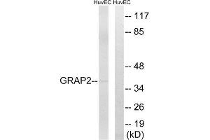 Western Blotting (WB) image for anti-GRB2-Related Adaptor Protein 2 (GRAP2) (Internal Region) antibody (ABIN1851378) (GRAP2 Antikörper  (Internal Region))