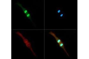 Fluorescence Microscopy (FM) image for anti-Histone 3 (H3) (H3K4me2), (pThr3) antibody (ABIN5706772)