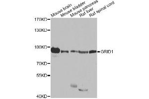 Western blot analysis of extracts of various cell lines, using GRID1 antibody (ABIN5974885) at 1/1000 dilution. (GRID1 Antikörper)