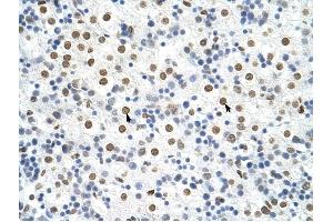 HNRPA3 antibody was used for immunohistochemistry at a concentration of 4-8 ug/ml to stain Hepatocytes (arrows) in Human Liver. (HNRNPA3 Antikörper  (N-Term))