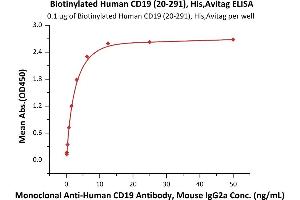Immobilized Biotinylated Human CD19 (20-291), His,Avitag (ABIN6972966) at 1 μg/mL (100 μL/well) on Streptavidin  precoated (0.