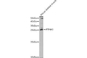 Western blot analysis of extracts of Mouse skeletal muscle, using PTP4 antibody (ABIN3015818, ABIN3015819, ABIN1682391 and ABIN6219168) at 1:1000 dilution. (PTP4A3 Antikörper  (AA 1-148))