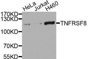 Western blot analysis of extracts of various cell lines, using TNFRSF8 antibody. (TNFRSF8 Antikörper)