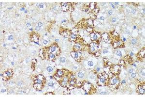 Immunohistochemistry of paraffin-embedded Rat liver using WNT1 Polyclonal Antibody at dilution of 1:100 (40x lens). (WNT1 Antikörper)