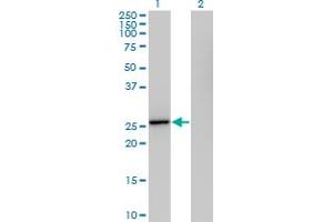 Western Blot analysis of IL27 expression in transfected 293T cell line by IL27 MaxPab polyclonal antibody.