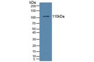 Western blot analysis of Human Raji Cells. (NFkB Antikörper  (AA 805-892))