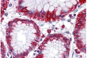 Anti-MBOAT4 antibody  ABIN1102980 IHC staining of human stomach. (MBOAT4 Antikörper  (Internal Region))