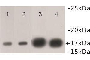 Western Blotting (WB) image for anti-Histone Cluster 1, H3f (HIST1H3F) (2meLys4) antibody (ABIN1854883) (HIST1H3F Antikörper  (2meLys4))