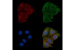 ABIN6258401 and ABIN6275595 staining Hela cells by IF/ICC.