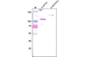Western analysis of recombinant human soluble VEGFR3/FLT-4 using a Mouse anti-Human FLT-4 antibody . (FLT4 Antikörper  (Extracellular Domain))