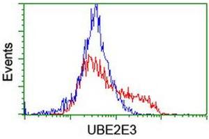 HEK293T cells transfected with either RC210328 overexpress plasmid (Red) or empty vector control plasmid (Blue) were immunostained by anti-UBE2E3 antibody (ABIN2455770), and then analyzed by flow cytometry. (UBE2E3 Antikörper)