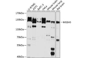 Western blot analysis of extracts of various cell lines, using MGE antibody (ABIN6132799, ABIN6143821, ABIN6143822 and ABIN6224867) at 1:1000 dilution. (MGEA5 Antikörper  (AA 380-580))