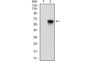 Western blot analysis using CAMK2G mAb against HEK293 (1) and CAMK2G (AA: 322-481)-hIgGFc transfected HEK293 (2) cell lysate. (CAMKII gamma Antikörper  (AA 322-481))