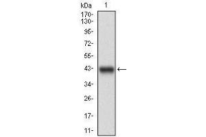 Western blot analysis using PPP1R1B mAb against human PPP1R1B (AA: 95-204) recombinant protein.
