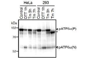 Western blot analysis of human cell extracts using ATF6 monoclonal antibody, clone 1-7 . (ATF6 Antikörper  (N-Term))