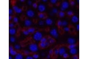 Immunofluorescence analysis of Mouse liver tissue using COL3A1 Monoclonal Antibody at dilution of 1:200. (COL3A1 Antikörper)