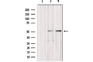 Western blot analysis of extracts from various samples, using AEBP2 antibody. (AEBP2 Antikörper  (Internal Region))
