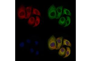 ABIN6257117 and ABIN6275043 staining Hela cells by IF/ICC.