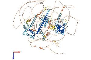 NFRKB Protein (AA 1-1296) (His tag)
