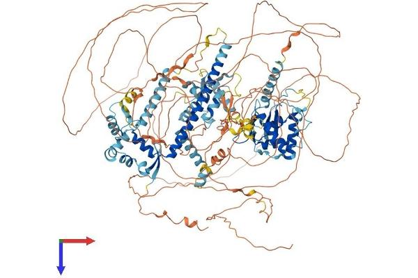 NFRKB Protein (AA 1-1296) (His tag)