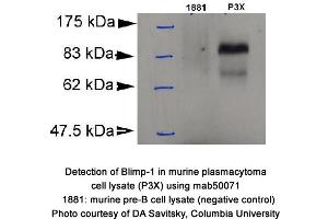 Image no. 1 for anti-PR Domain Containing 1, with ZNF Domain (PRDM1) (AA 199-409) antibody (ABIN363225) (PRDM1 Antikörper  (AA 199-409))